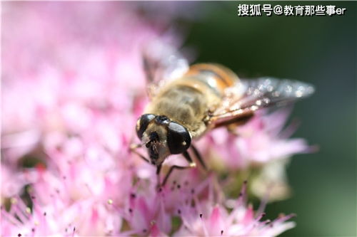 70多人团建23人被马蜂蛰紧急送医 野外出行定要留心周围环境