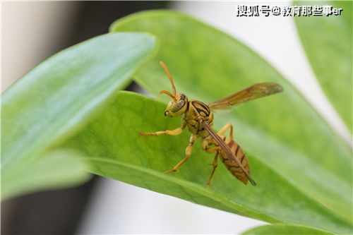 70多人团建23人被马蜂蛰紧急送医 野外出行定要留心周围环境