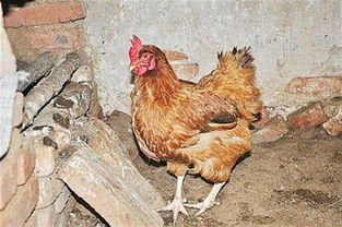 胶州一岁母鸡产180克巨蛋 被称为母鸡中的 战斗机