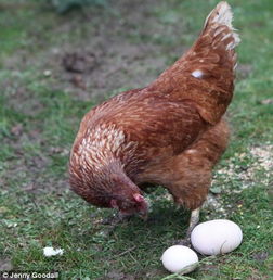 英国一母鸡生 巨蛋 比普通鸡蛋重8倍 