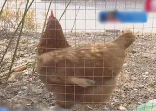 山东省平度市母鸡产10厘米巨蛋 村民打破后当场惊呆 
