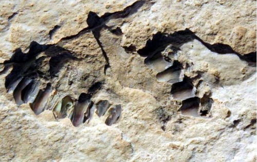 沙特阿拉伯发现12万多年前的古代人类和动物足迹(沙特阿拉伯发现人类12万年前脚印)
