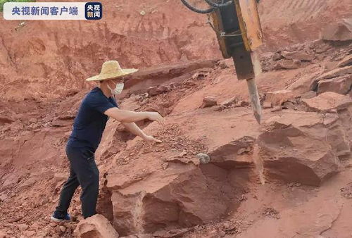 再创新纪录 广东河源发现33枚完整恐龙蛋化石