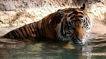 听信 老虎成精 传言,村民杀死一只濒临灭绝的苏门答腊虎 