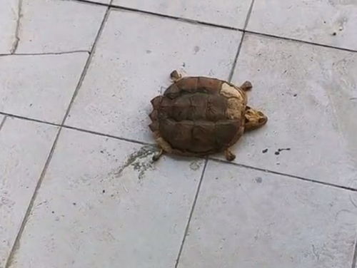 时隔八个月大学生返回学校宿舍,打开门后发现,巴西龟已经成这样