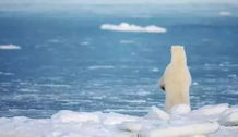 令人心碎的画面 32 高温下,越来越多的北极熊正奄奄一息