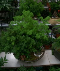 2012年家居风水植物