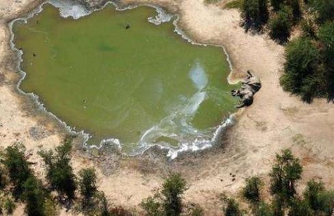 蓝藻细菌导致数百头大象死亡,疑因全球变暖或为影响因素