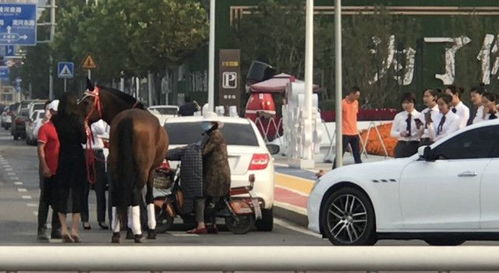 山东街头真马撞了玛莎拉蒂 豪车女车主因气质太好成亮点