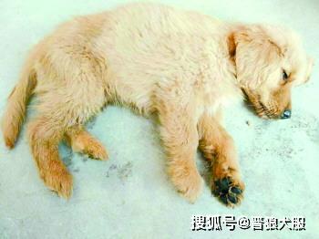 在网上购买宠物犬靠谱吗 入坑的朋友请举手