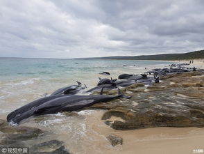 澳洲海滩超150头鲸搁浅 半数已死亡 