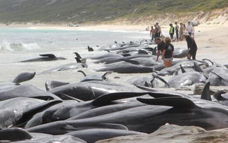 鲸鱼西澳海滩搁浅150头鲸鱼只活15头令人痛心 