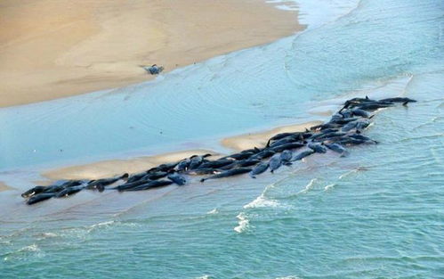 物种大灭绝开启 数百万鸟类及百头大象死亡后,澳洲鲸群集体搁浅