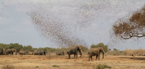 数十万只麻雀围攻大象会发生什么 镜头记录全程,场面相当壮观