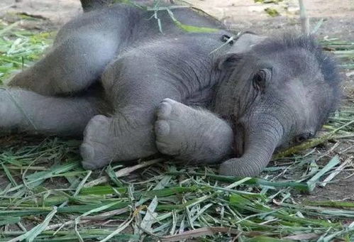 残忍 泰国大象旅游业背后的残酷真相 