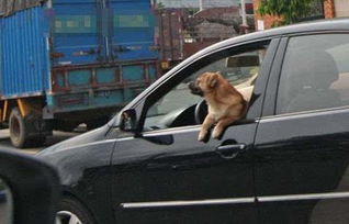 海口 开车时抱宠物狗 揭司机不能做的事