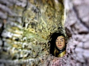 神秘小树洞出现在千年古樟树上