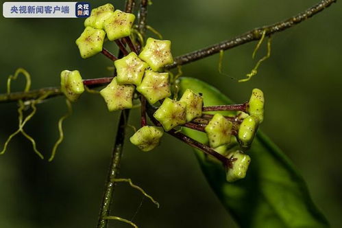 中国球兰属植物家族添 新丁 云南龙陵发现新物种高黎贡球兰