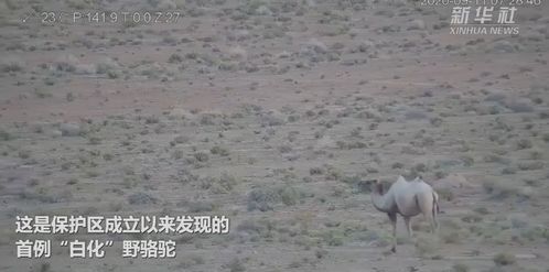 甘肃保护区发现第一例白化野骆驼(甘肃生态保护区)