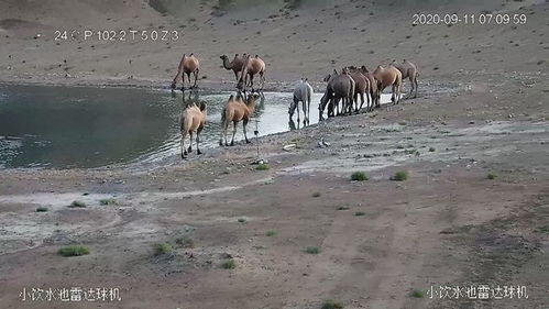甘肃安南坝保护区发现首例 白化 野骆驼,十分罕见