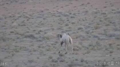 甘肃发现首例白化野骆驼 极其珍惜罕见 