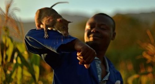 非洲巨鼠嗅出39枚地雷获奖章 职业排雷员