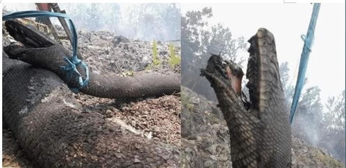 印尼森林大火,身长10米的巨蟒被烧焦,死前痛苦嘴巴张大