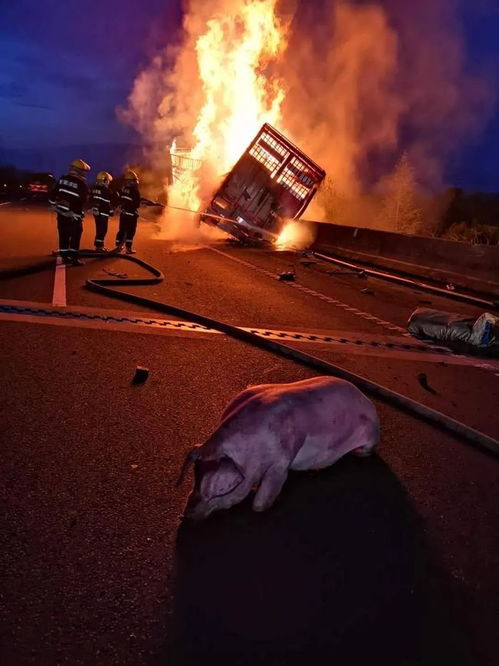 大写的心疼 卡车起火烧毁1吨巧克力