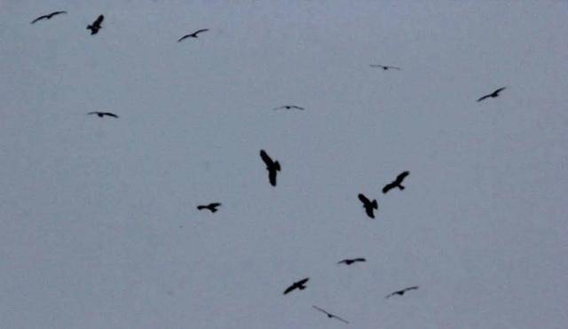 几十只老鹰经常在新密市伏羲山红石林的云牧场上盘旋