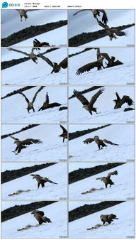 空中盘旋的雄鹰10模板素材 高清格式下载 视频37.70MB 自然世界 实拍视频大全 