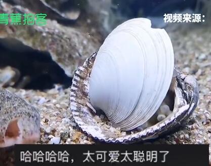 章鱼哥把贝壳当房壳寻求安全感 水族爱好者拍这一幕太可爱了