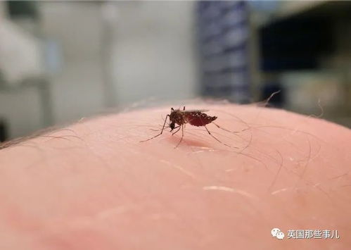 科学家用自己手臂喂饱5000只蚊子 这科研做得好拼 