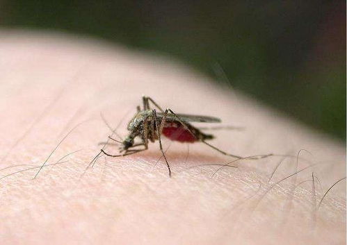 为科学牺牲的狠人们 有人主动 献身 3千只疟疾蚊虫