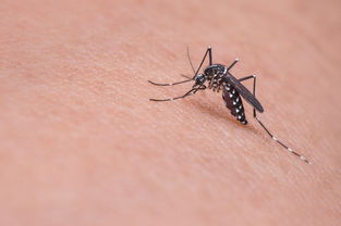 叮人有偏好是 基因 惹的祸 科学家要对蚊子进行改造