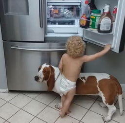 3岁宝宝想开冰箱偷吃,找来大狗帮忙,太可爱了 