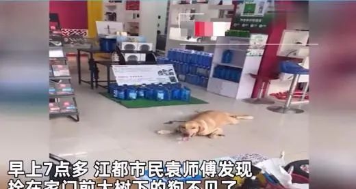 江都 爱犬不翼而飞,主人调取监控追踪,竟然在饭店冰箱找到