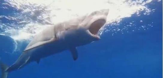 父母带孩子体验看鲨鱼,下一秒意外发生,镜头拍下可怕过程