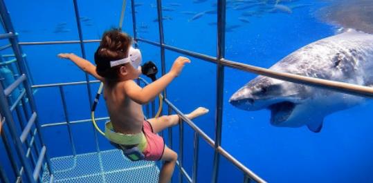 父母带孩子体验看鲨鱼,下一秒意外发生,镜头拍下可怕过程