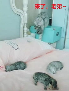 女主刚铺好新床单,猫咪就把幼崽全部搬到床上,主人瞬间蒙了
