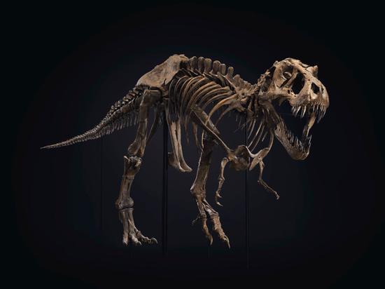全球最大霸王龙化石拍出2750万美元天价