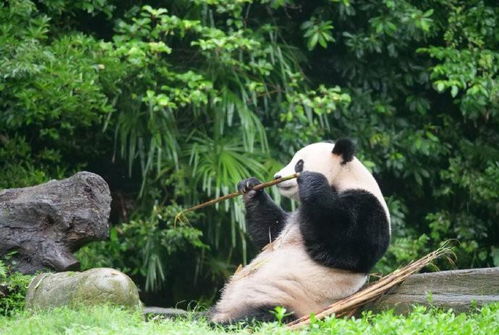 重庆动物园25岁大熊猫灵灵去世,网友 又一个生灵离开了我们 