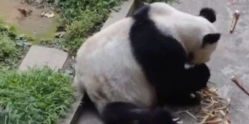 重庆动物园25岁大熊猫灵灵去世,留下十几只后代