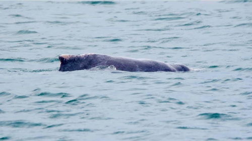 新加坡南部海域发现濒临灭绝的粉红色海豚 