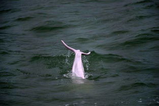 罕见 外国游客在香港拍到粉红色海豚 
