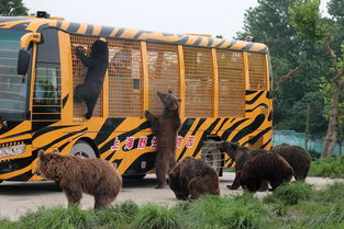 上海野生动物园单人票 含猛兽区大巴游览