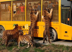 上海野生动物园 提前一天预订,刷身份证入园