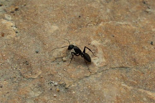 可怕 女子景区被蚂蚁叮咬心脏骤停,这种蚂蚁的毒液严重可导致死亡