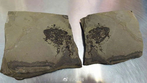 福州长乐机场海关首次查获古生物化石(福州长乐机场海关辅助人员)
