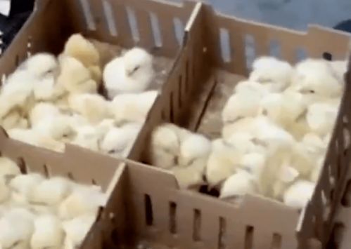 六千只被遗弃小鸡死于马德里机场