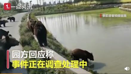 游客讲述上海野生动物园游览经历怎么回事 现场情况让人心惊胆战